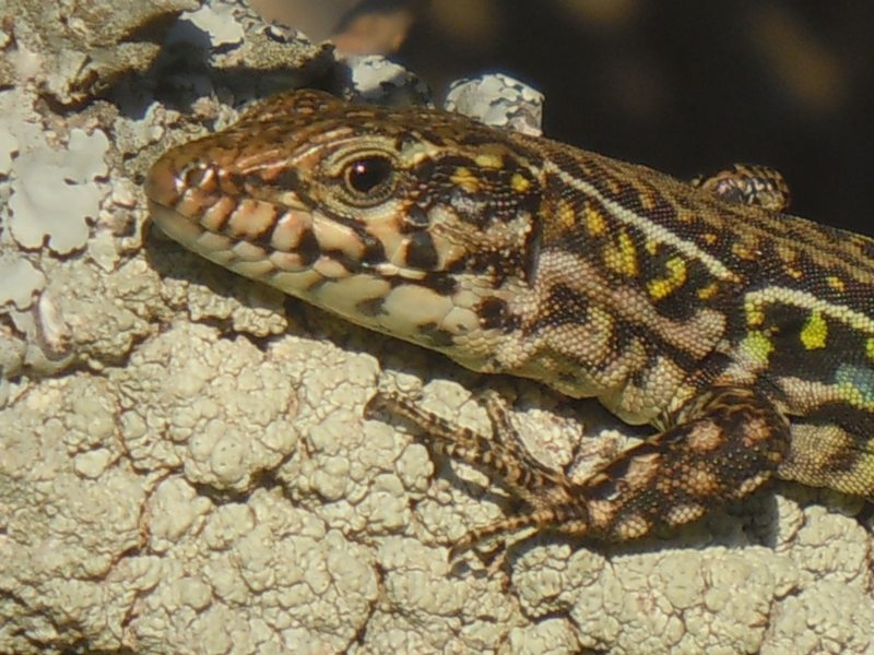 Lucertole di gennaio